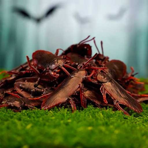 سوسک پلاستیکی مدل STFT104